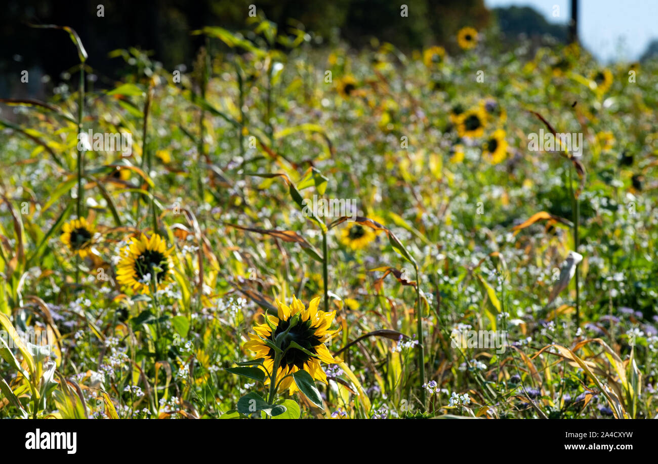 Nauen Ot Ribbeck, Deutschland. 13 Okt, 2019. Wildblumen und Sonnenblumen blühen auf der Wiese eines Ribbeck Landwirt in der Nähe des Dorfes Eingang. Credit: Soeren Stache/dpa-Zentralbild/ZB/dpa/Alamy leben Nachrichten Stockfoto