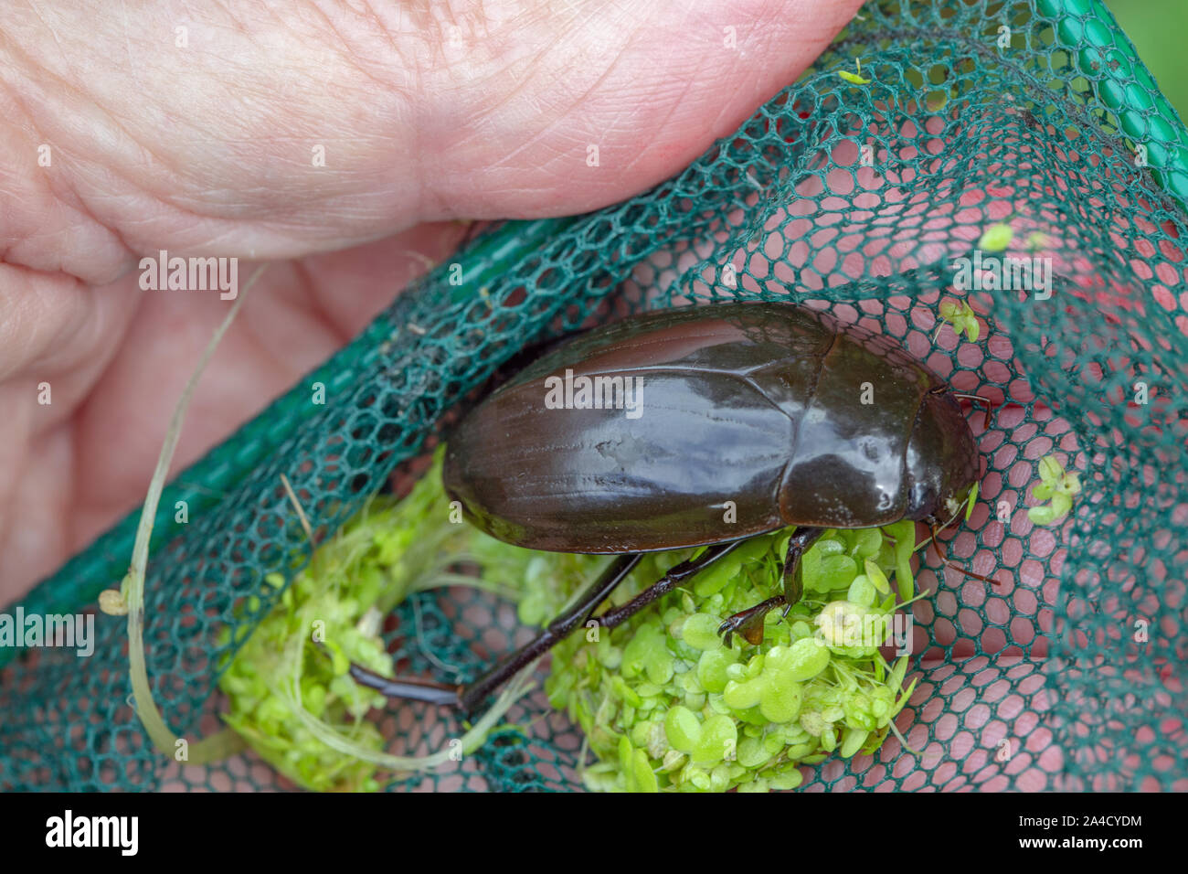 Große Silber Wasser Käfer (Hydrophilus Piceus). Die bulkiest britischer und europäischer Käfer erreichen eine Länge von 5 cm. Stockfoto