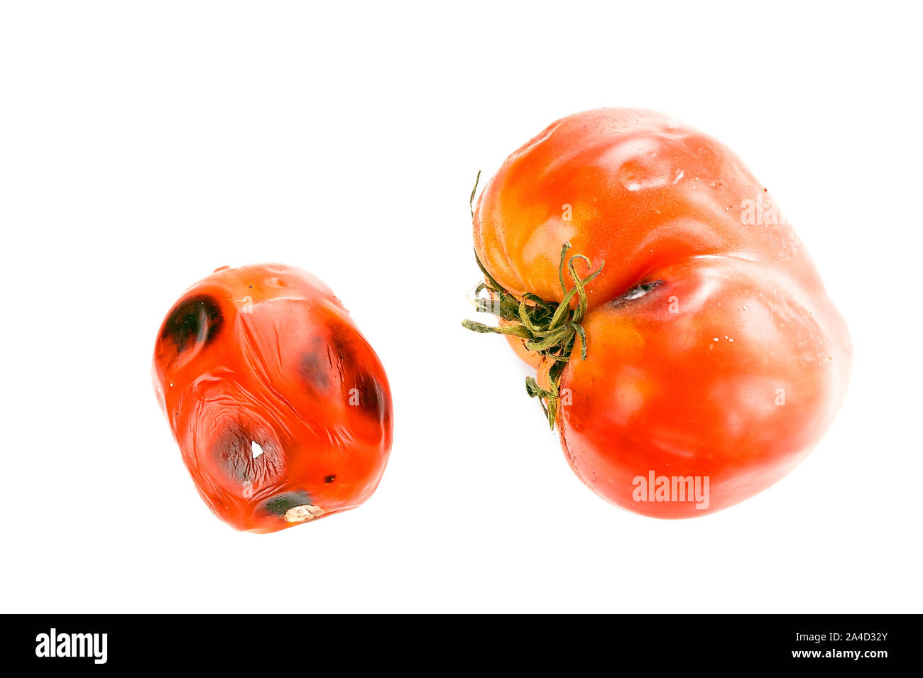 Kleine und Große Faulen, verwöhnten Tomaten mit Schimmelflecken auf Haut, kelchblätter oder Kelch, und ungleichmäßiger Reifung isoliert auf weißem Hintergrund. Stockfoto