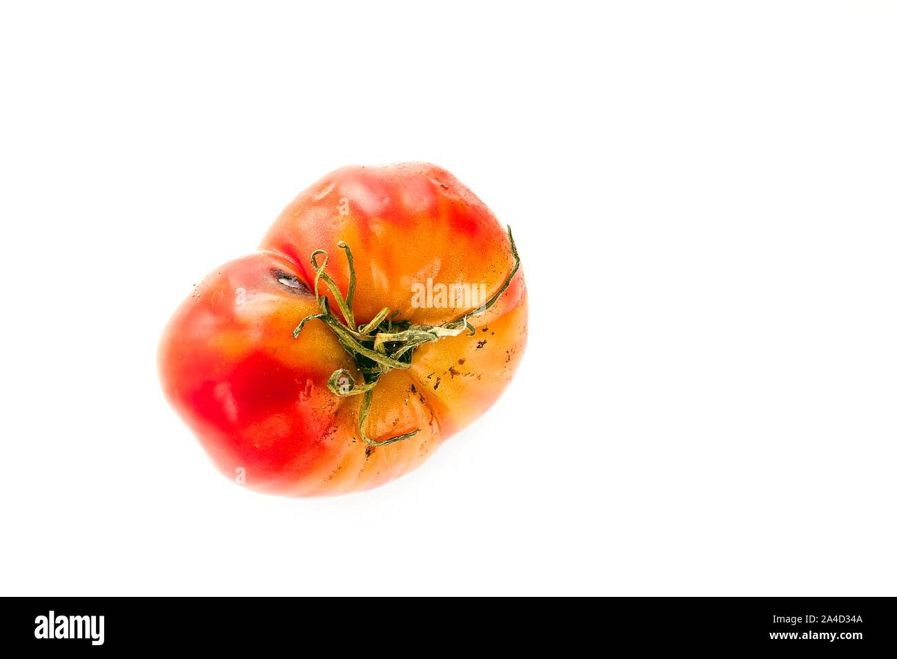 Faulen, verwöhnten Tomate mit kelchblätter oder Kelch, ungleichmäßiger Reifung und Stockflecken auf der Haut isoliert auf weißem Hintergrund. Stockfoto