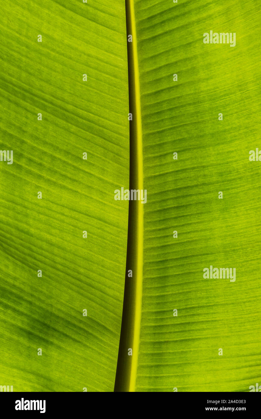 Textur von Banana Leaf in vertikaler Richtung für Hintergrund Stockfoto
