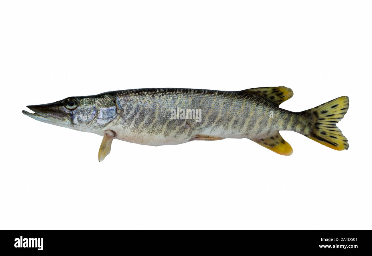 Hecht isoliert auf weißem Stockfoto