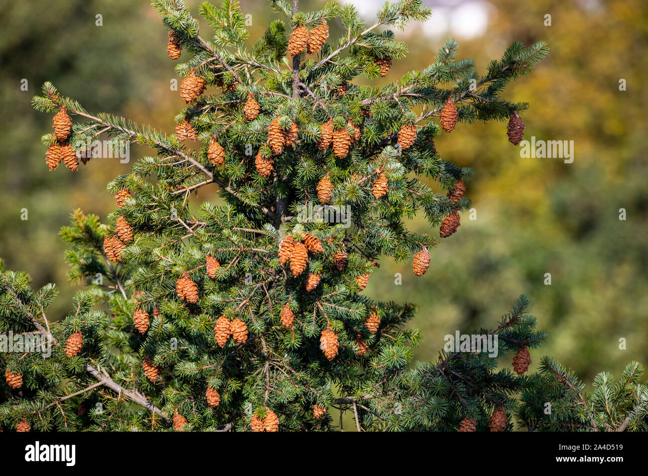 Tannenzapfen wachsen an der Spitze einer Nordmanntanne, Abies nordmanniana, Stockfoto