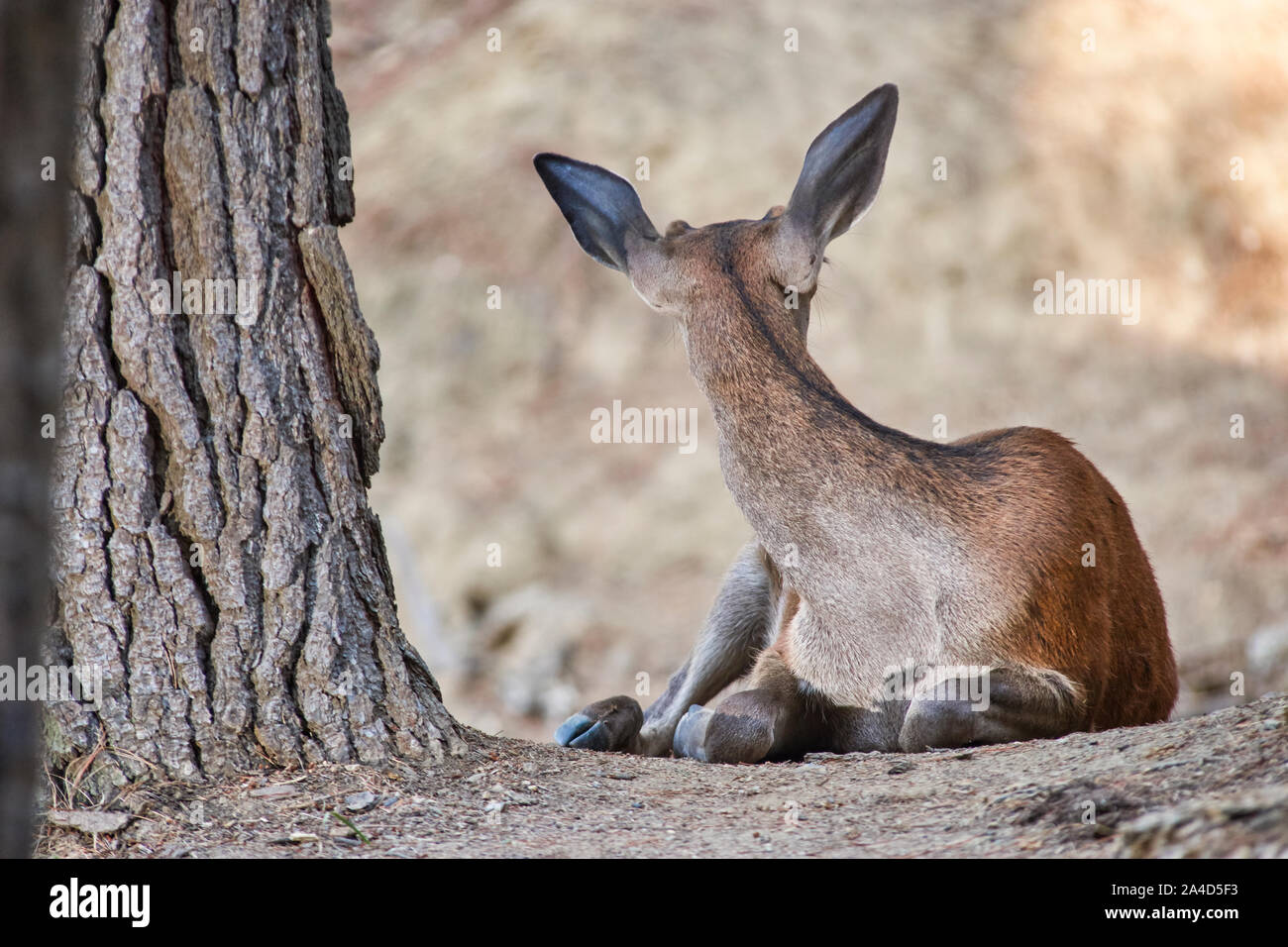 Junge Hirsche ruht. Sierra de las Nieves Naturpark. Malaga, Spanien Stockfoto