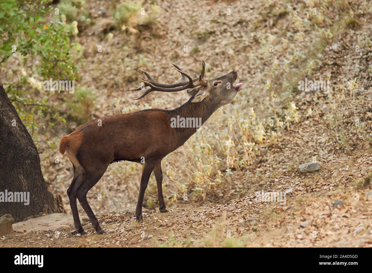 Berrea Rotwild in Andalusien, Spanien Stockfoto