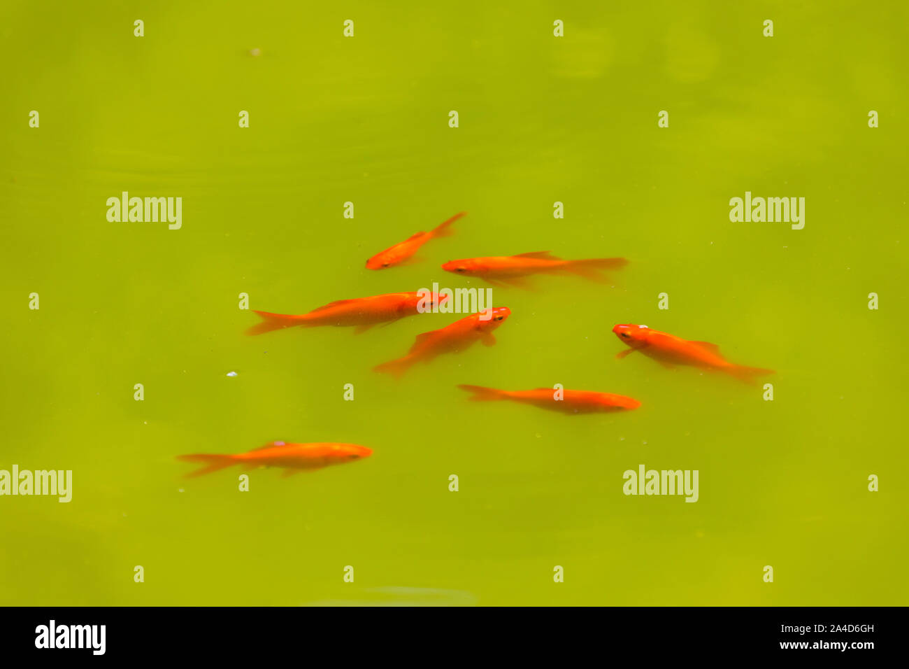 Goldfische schwimmen in einem Teich, grünes Wasser durch viele Algen im Teich, Stockfoto