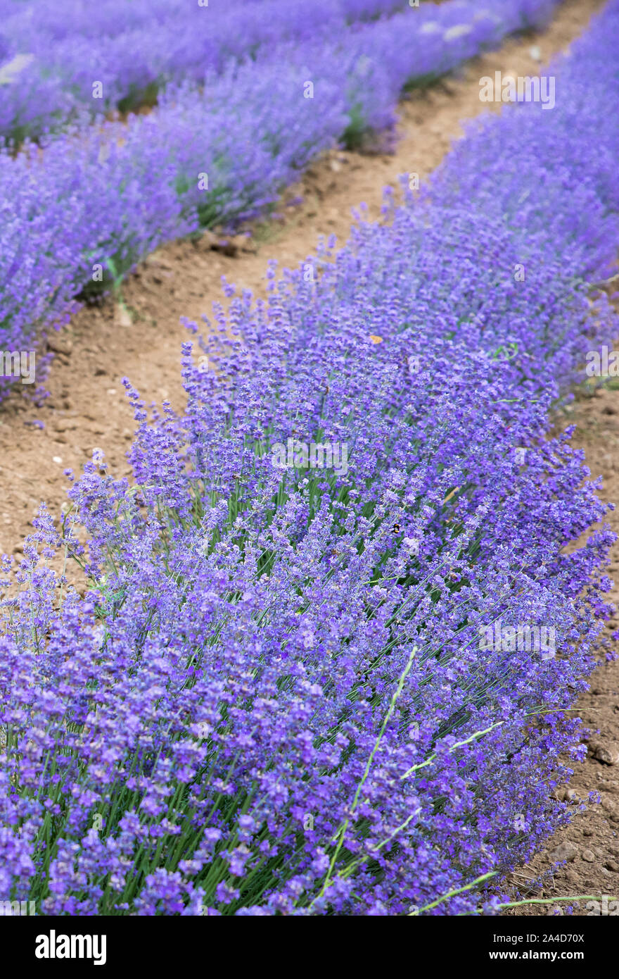 Lavendel wächst in einem landwirtschaftlichen Gebiet Stockfoto