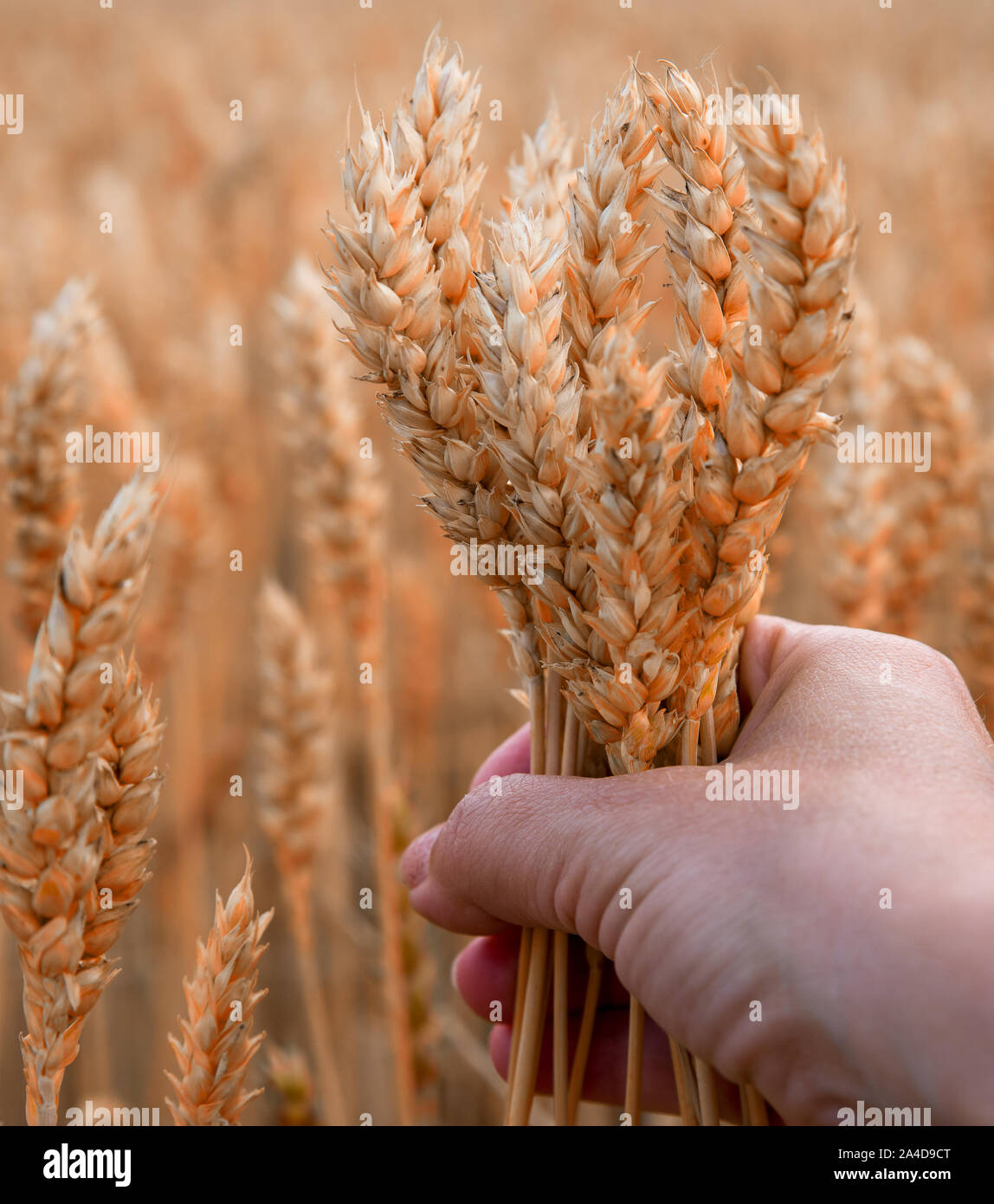 Weizen zur Ernte bereit Stockfoto