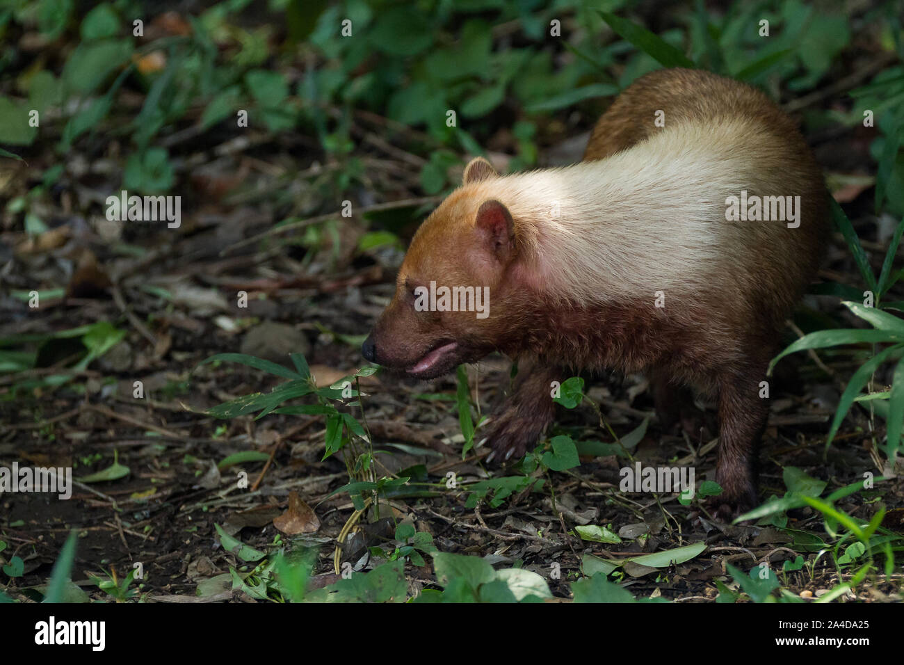 Ein gefährdeter südamerikanischer Buschhund (Speothos venaticus) in Zoorasia, Yokohama, Kanagawa, Japan. Stockfoto