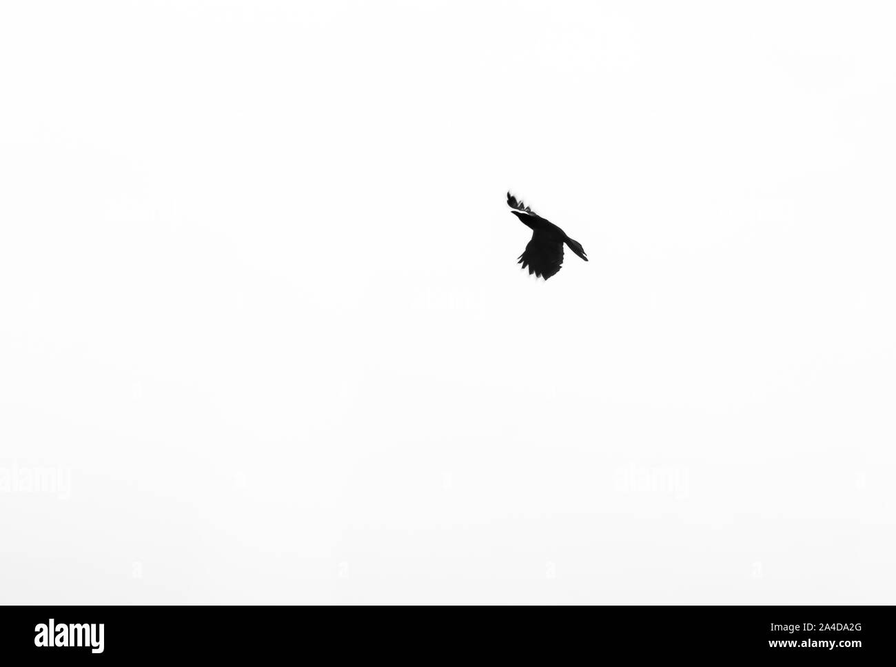 Ein grafischer Stil in Schwarz und weiß einer Krähe im Flug. Japan Stockfoto
