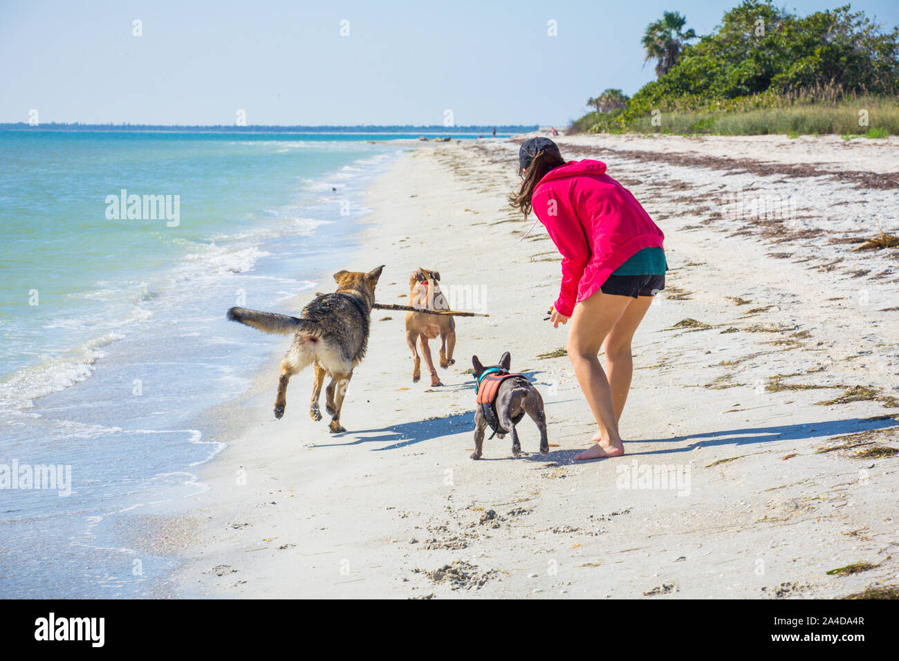 Frau am Strand spielen mit drei Hunden, United States Stockfoto