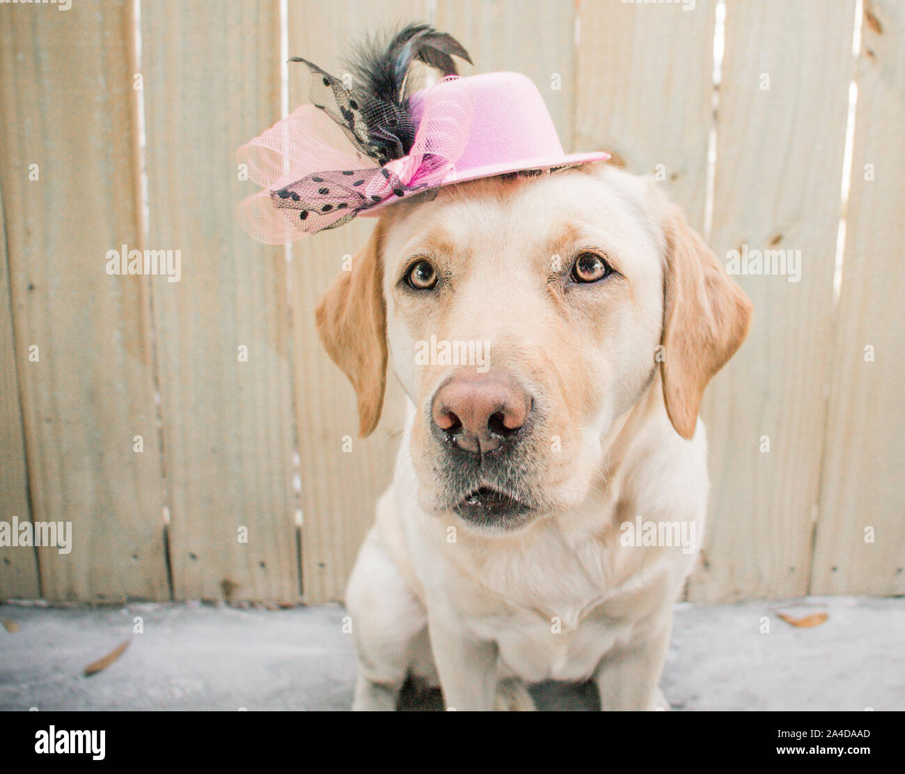 Labrador Retriever Hund trägt einen rosa Hut Stockfoto