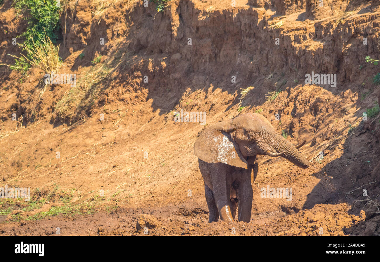 Ein Afrikanischer Elefant genießt ein Schlammbad in der luvuvhu River bei Pafuri in der Krüger Nationalpark in Südafrika Bild mit Kopie Raum Stockfoto