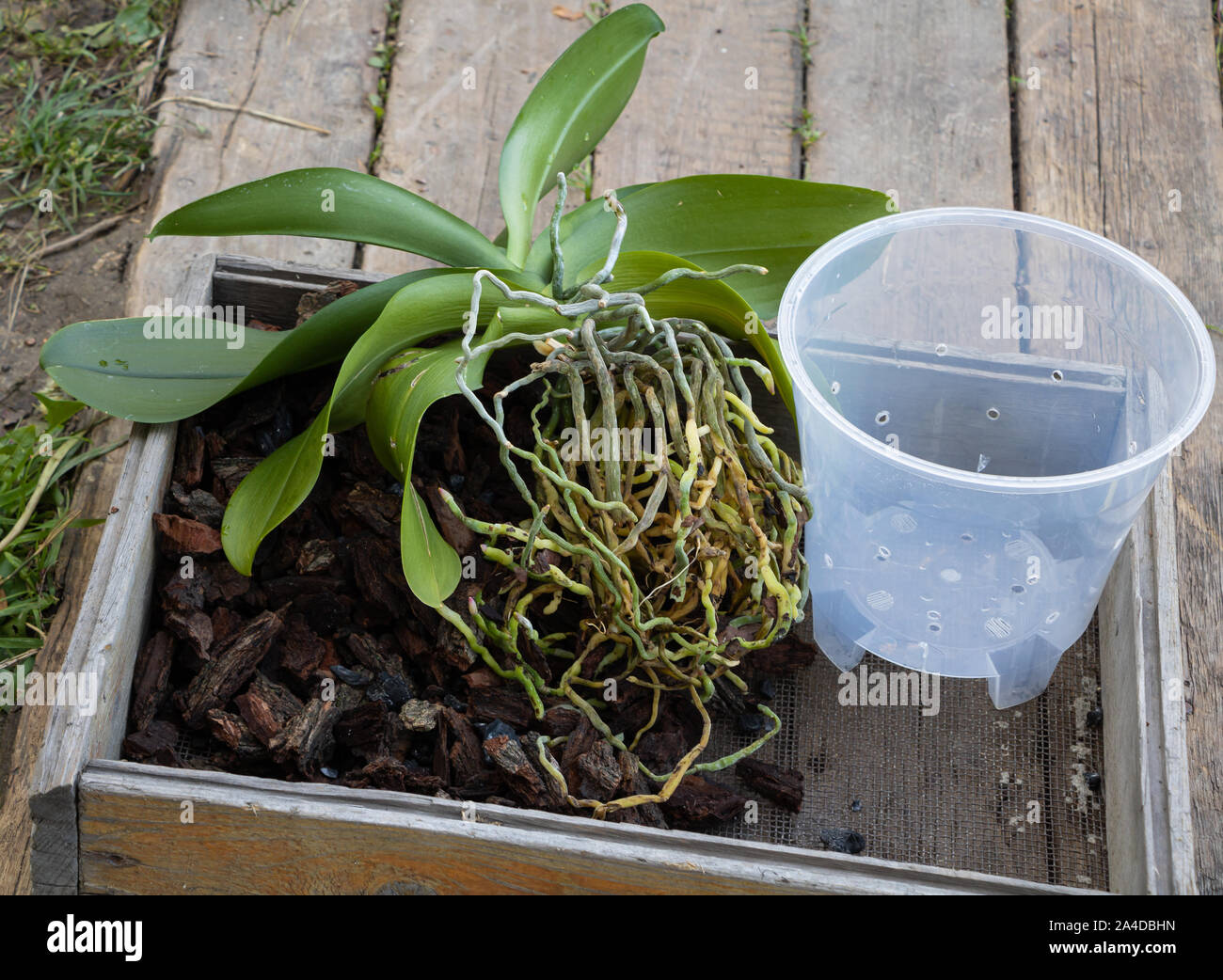 Wie Orchid Konzept umtopfen. Pflanzen Orchidee in der Rinde. Stockfoto