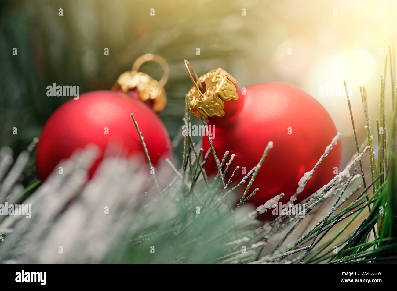 Roten Weihnachtskugeln auf pine Branches mit Licht auf Hintergrund Stockfoto