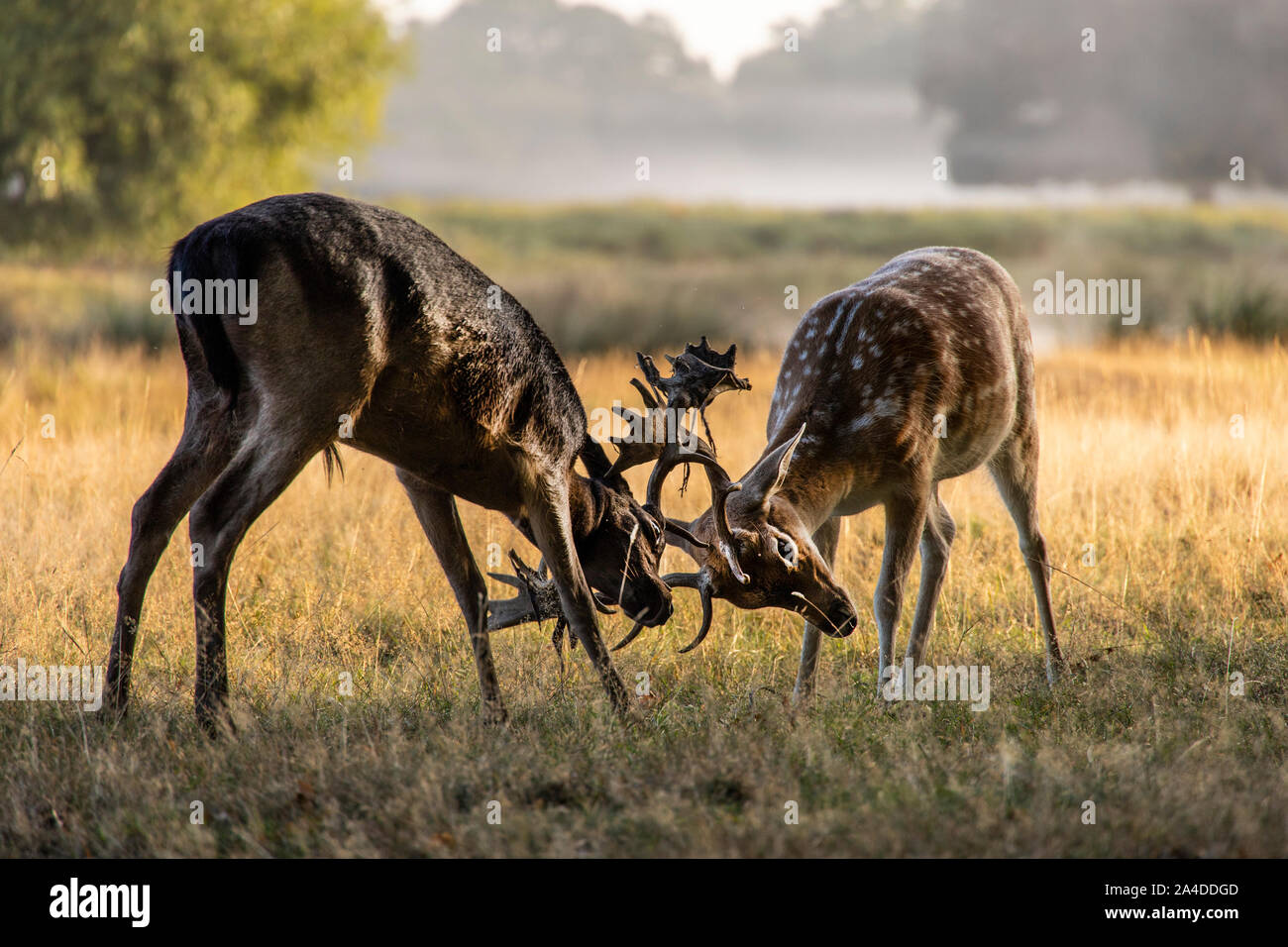 Two Stags Fighting, Bushy Park, Richmond upon Thames, Großbritannien Stockfoto