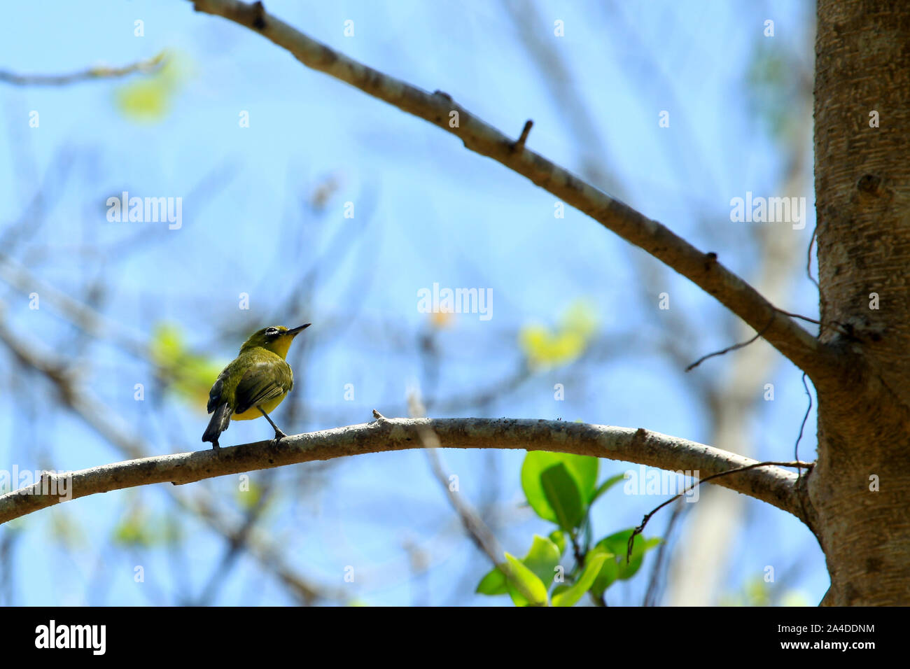 Auf einem Zweig, Indonesien Vogel Stockfoto
