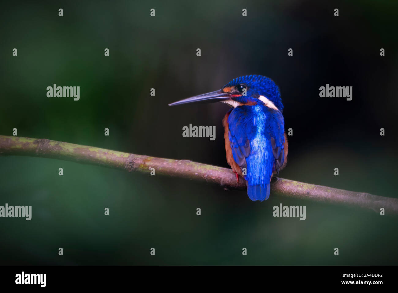 Blue-eared Kingfisher (Alcedo meninting) auf einem Zweig, Malaysia Stockfoto