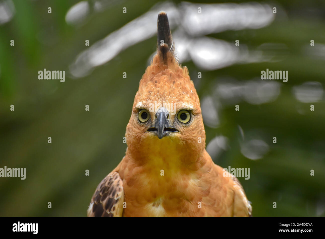 Porträt einer Javan Hawk - Adler, Indonesien Stockfoto