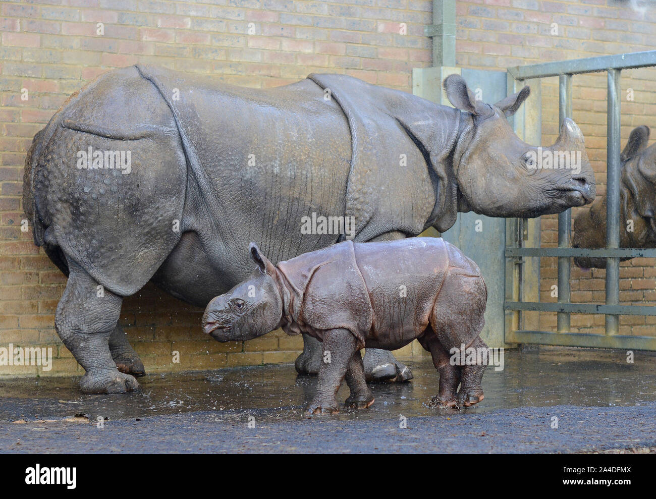 Foto muss Gutgeschrieben © Karwai Tang/Alpha Presse 076795 08/01/13 Jamil der 4 Wochen alten Gehörnten Rhino mit ihrer Mutter während der jährlichen Whipsnade Zoo Inventur in Bedfordshire Stockfoto