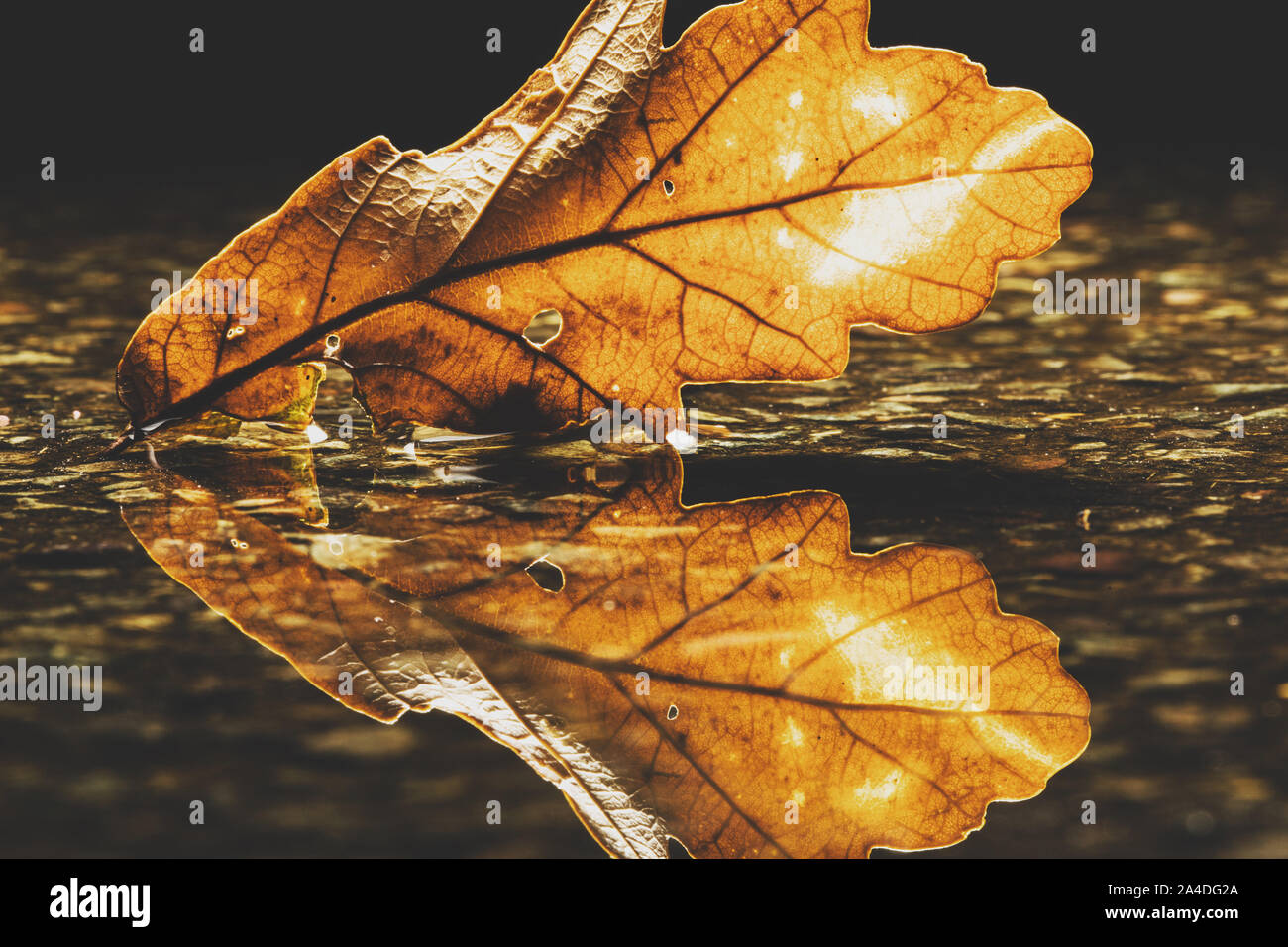 Eines oak leaf in einer Pfütze in der Nähe, Vereinigtes Königreich Stockfoto