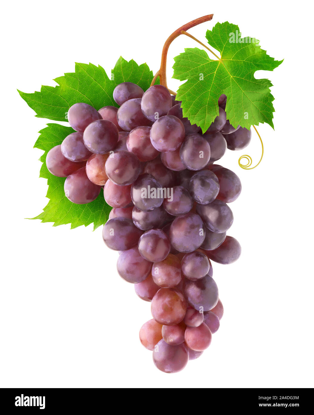 Isolierte Trauben. Strauß roter Trauben am Weinstock mit Blättern auf weißem Hintergrund mit Freistellungspfad isoliert Stockfoto