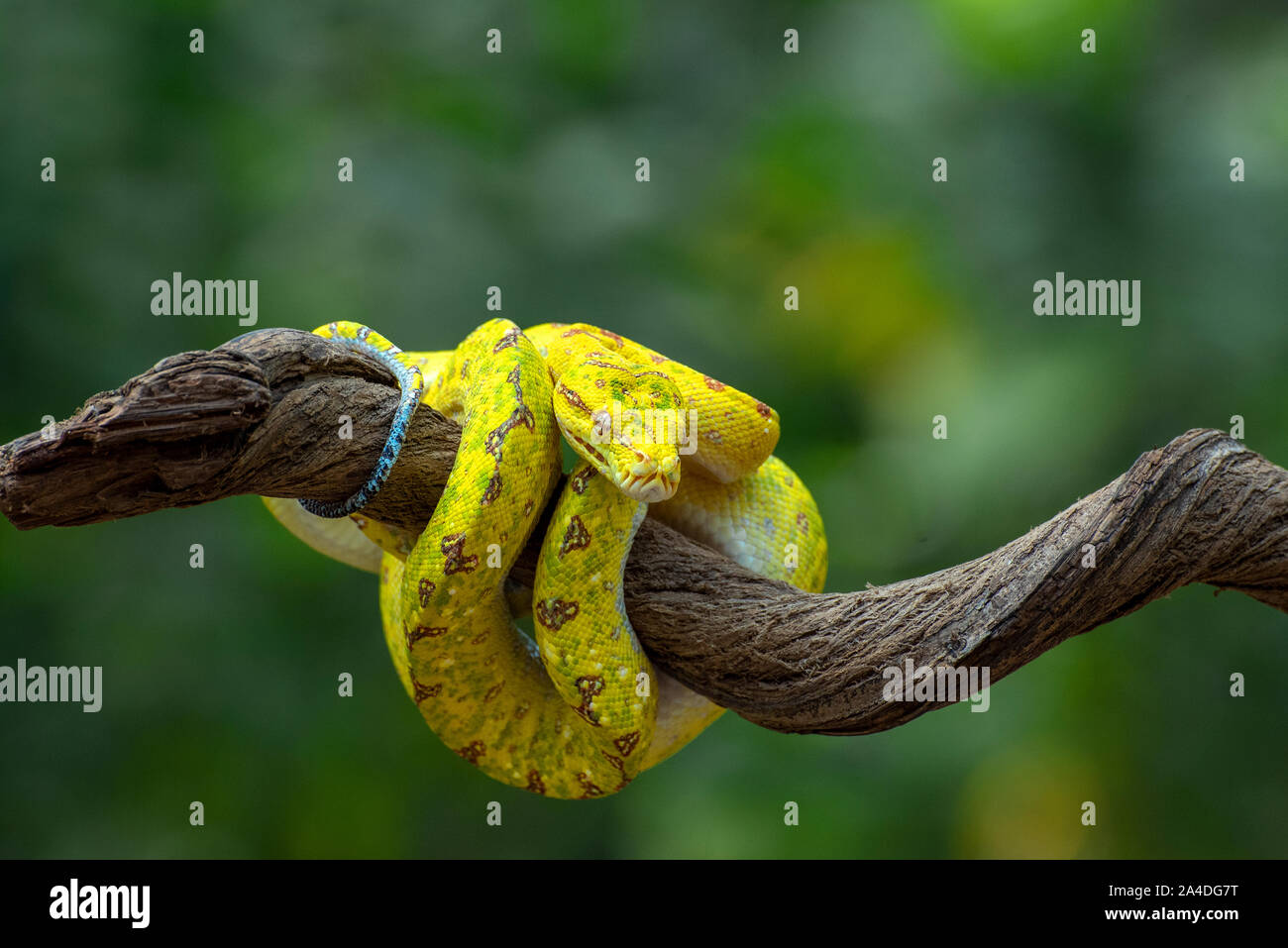 Green Tree Python auf einem Zweig, Indonesien Stockfoto
