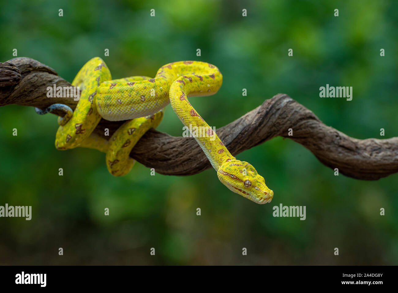 Green Tree Python auf einem Zweig, Indonesien Stockfoto