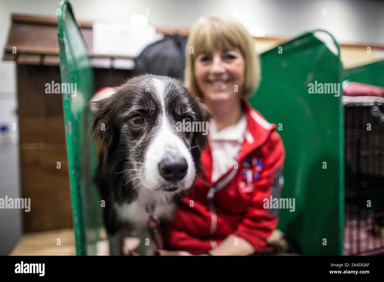 Der Kennel Club Entdeckung Hunde Ausstellung in Excel London, UK Bild zeigt Kath Hardman (HTM Team GB) mit ihrer Show Dog Denby (Collie im Alter von 8). Stockfoto