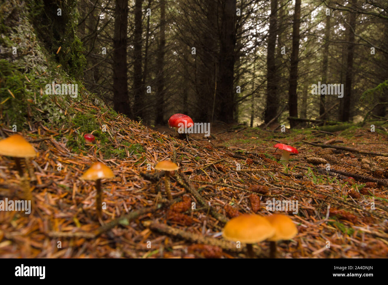 Die Alwen Wald im Norden von Wales verwaltet von natürlichen Ressourcen Wales oder NRW mit psathyrella emetica gemeinhin als sickener ein giftiger Pilz bekannt Stockfoto