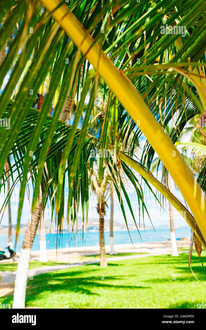 Kokospalmen gegen den blauen Himmel, ein wunderbar sonniger Tag, weiße Wolken am Himmel, tropischen Bäumen Stockfoto