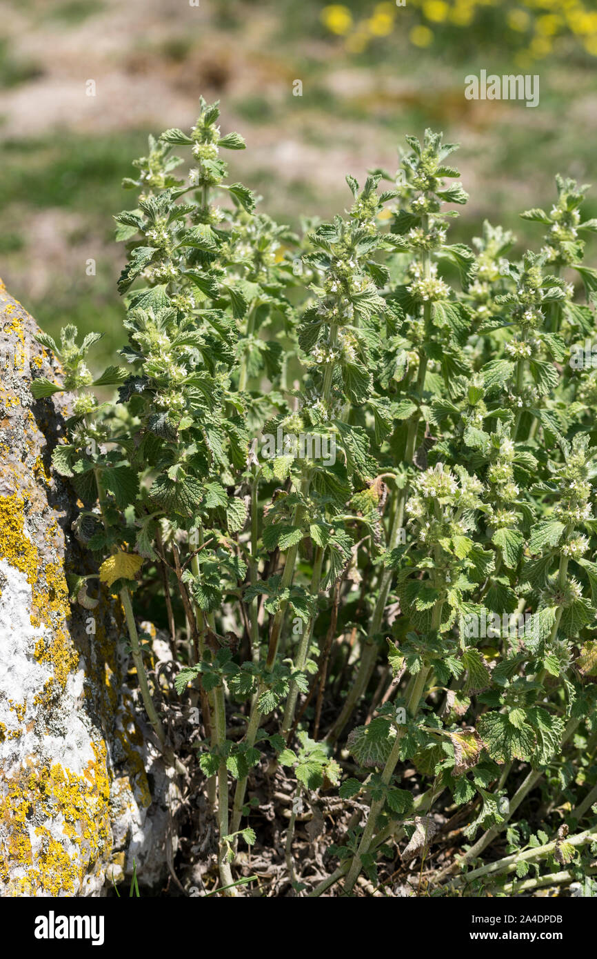 Weißer Andorn Marrubium vulgare Stockfoto