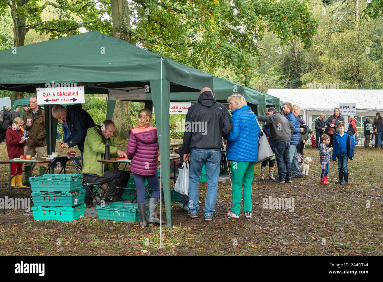 Blackmoor Apple Verkostung Tag, eine jährliche Veranstaltung im Oktober im Hampshire, Großbritannien Stockfoto