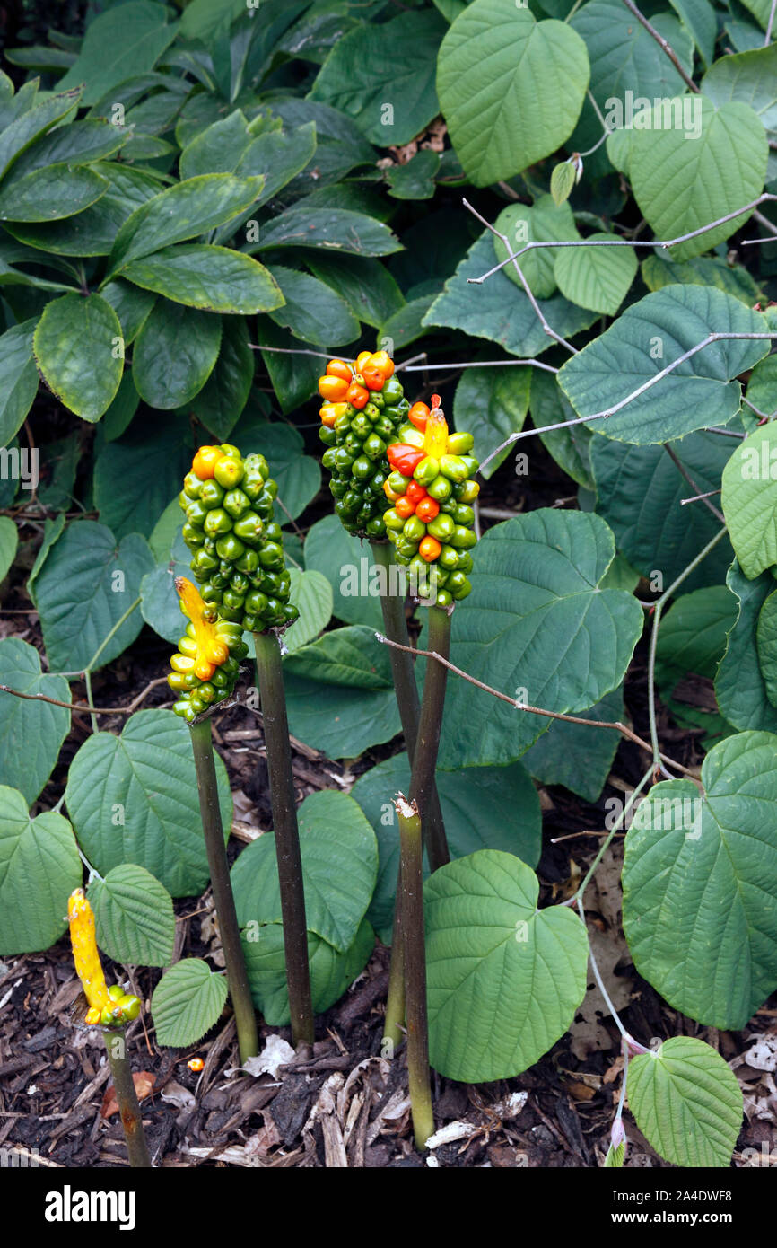 ARUM ITALICUM. MARMORATUM. LORDS UND LADIES Stockfoto