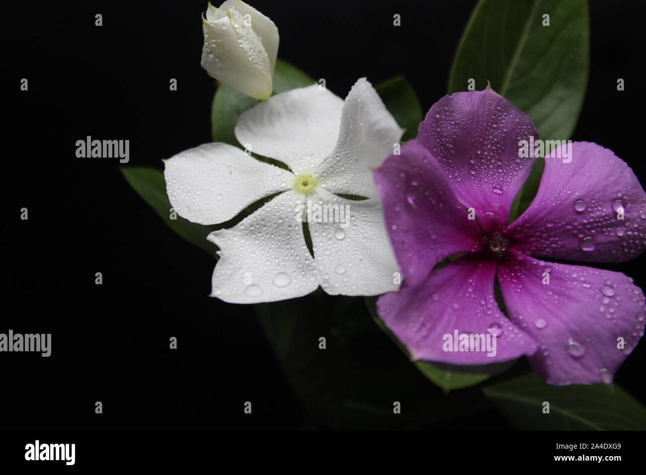 Weiß und rosa Blüten auf schwarzem Hintergrund Stockfoto