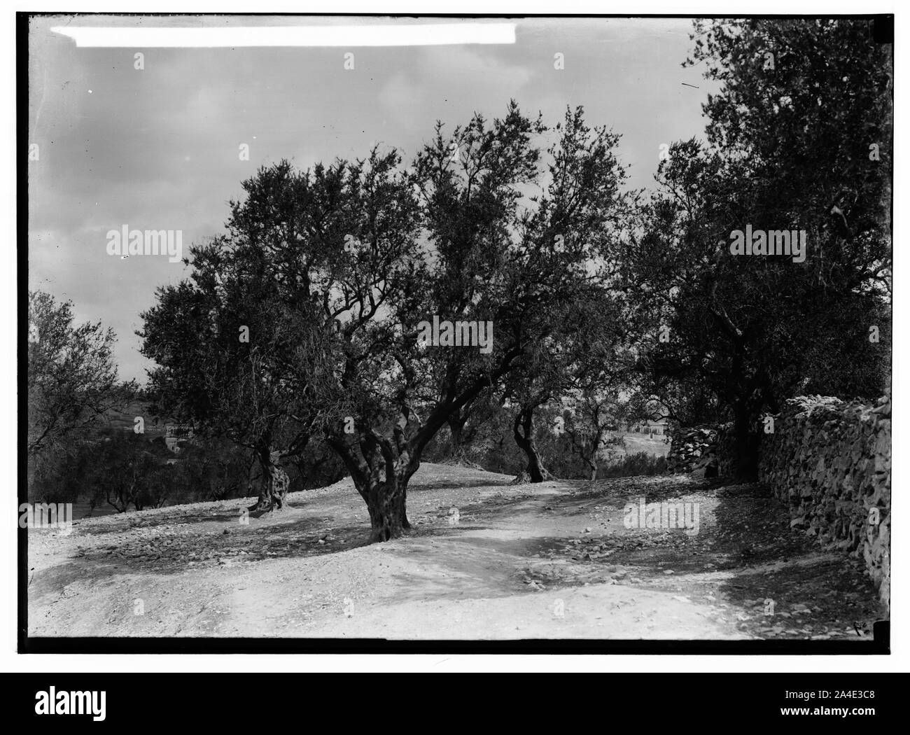 Die furchtbare Heuschreckenplage in Palästina, März-Juni 1915. Olivenhain mit neuen Blättern nach zwei Monaten. Stockfoto