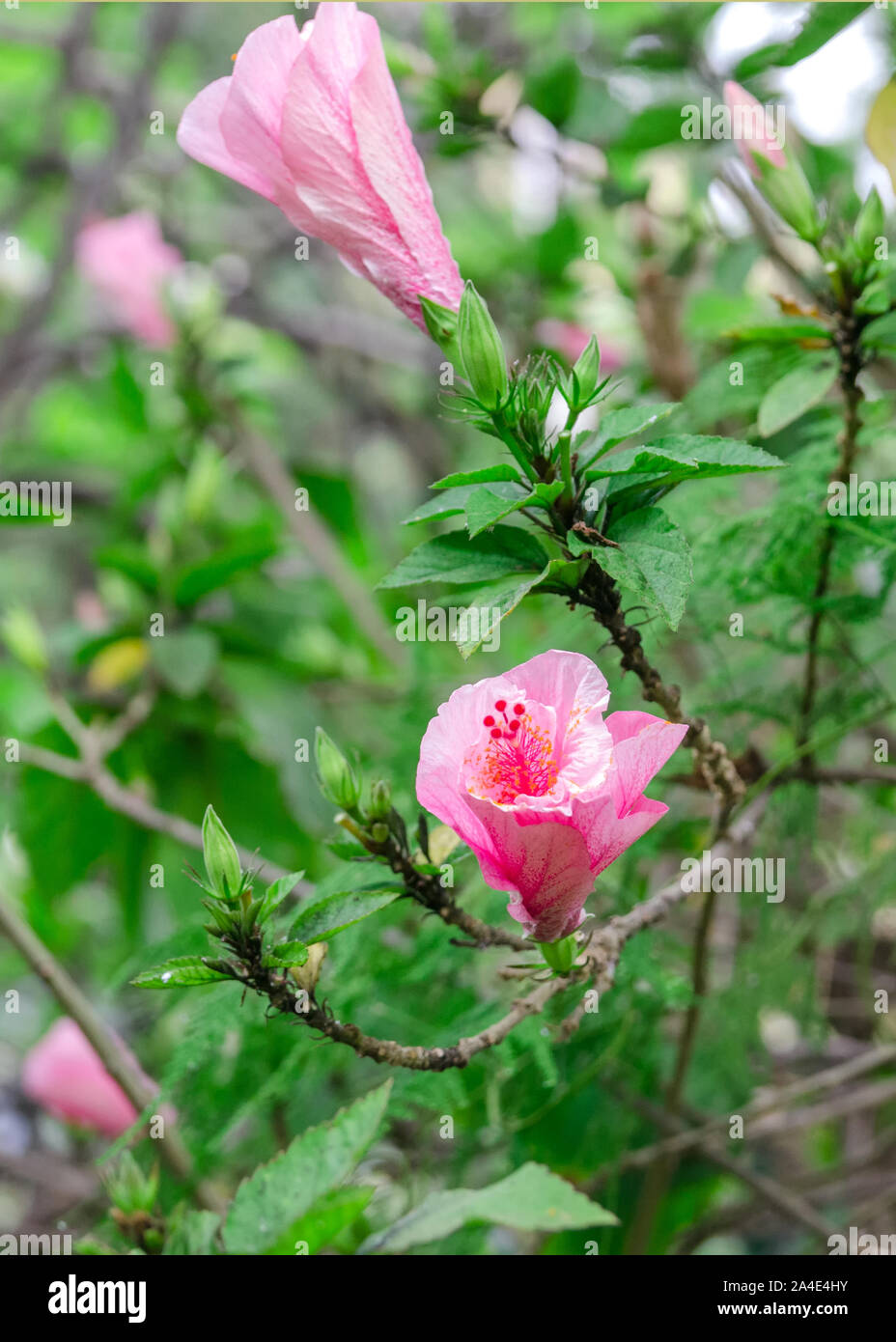 Hibiskus oder Malvaceae wachsen in tropischen Garten in Teneriffa, Kanarische Inseln, Spanien. Schönen blühenden Rosen Malve Blume Hintergrund. Stockfoto