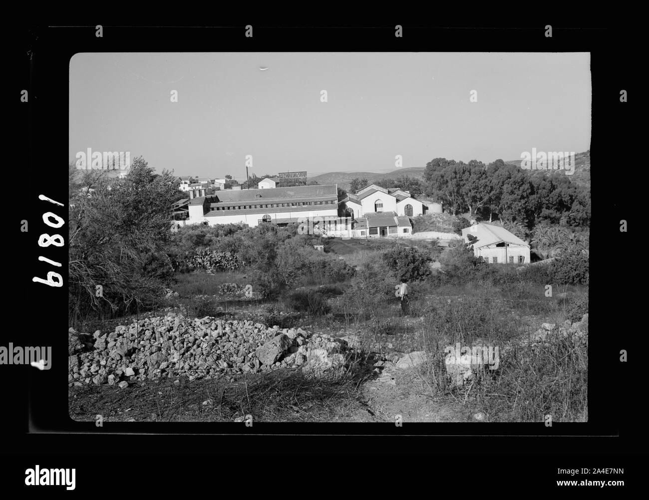 Die vintage Saison Zikh" Ron Ya'aqov, 24. Juli 1939. Gen [allgemeinen] Blick auf Wein, näher Stockfoto