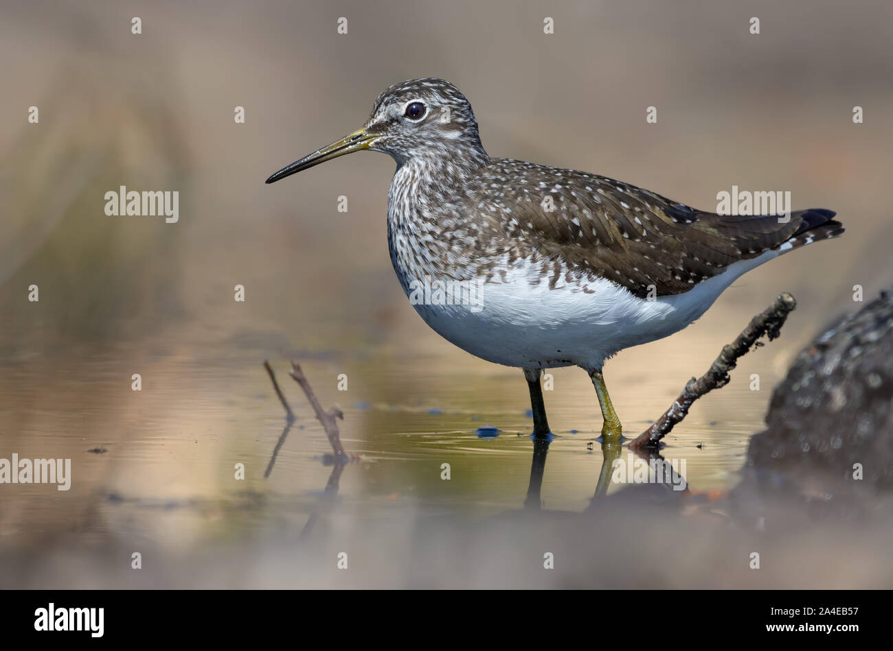 Green Sandpiper steht im Wasser der kleinen Wald See in hellen, sonnigen Tag Stockfoto