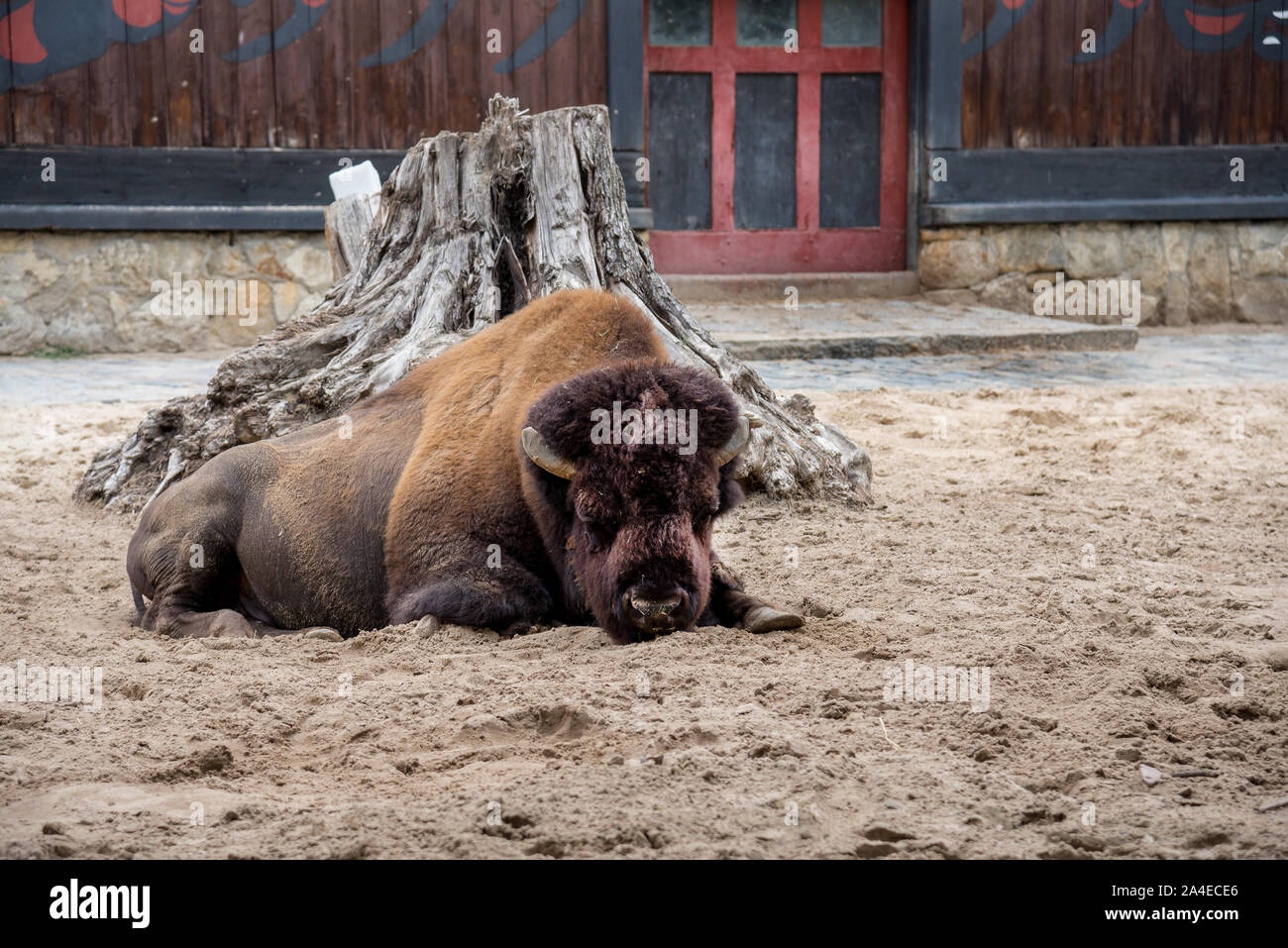 Bison oder American Buffalo in Bewrlin Zoo - Deutschland Stockfoto