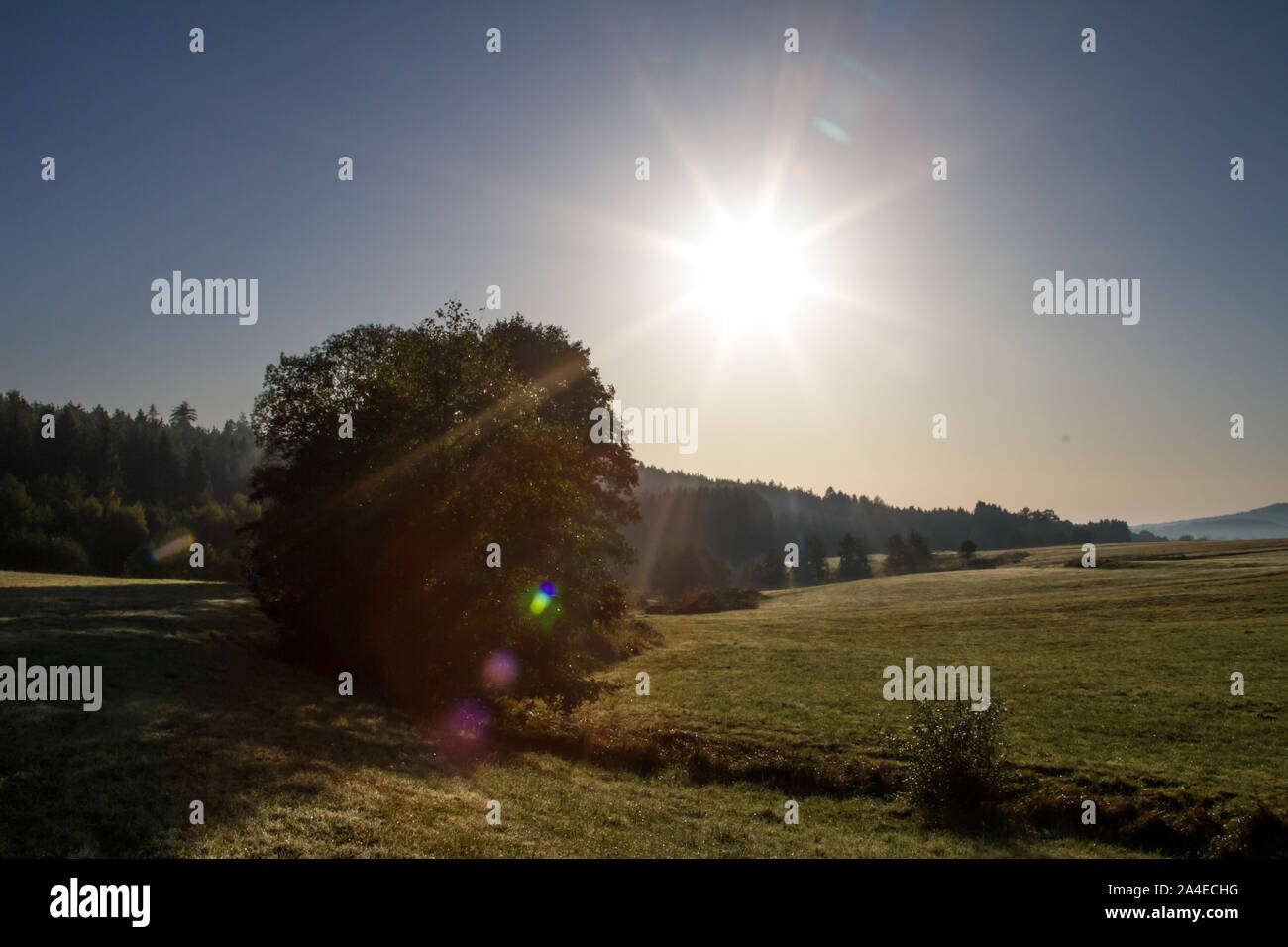 Morgen die Sonne über den Wiesen, Waldviertel, Österreich Stockfoto