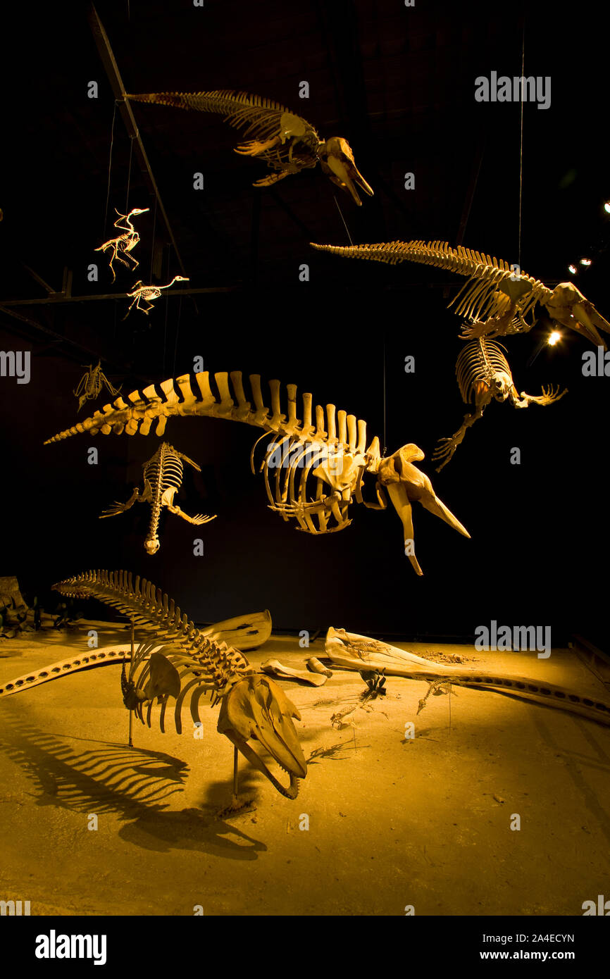 Museo Paleontologico Egidio Feruglio, Trelew, Patagonien, Argentinien Stockfoto