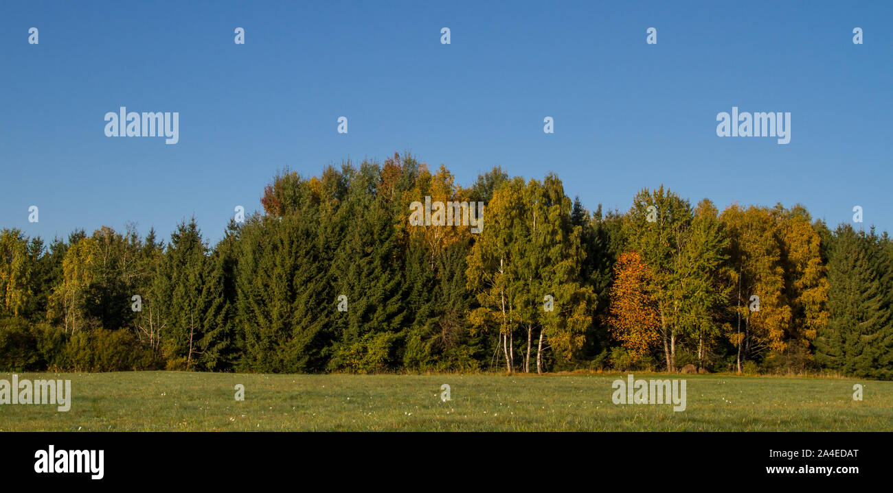 Wald mit Laubbäumen im Herbst, Waldviertel, Österreich Stockfoto