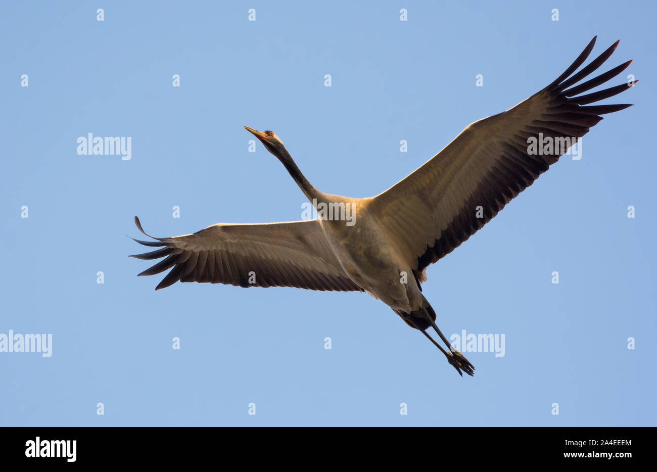 Gemeinsame Kran im Segelflug in blauer Himmel Stockfoto