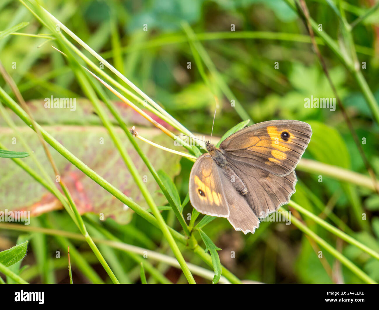 Das große Bullauge Stockfoto