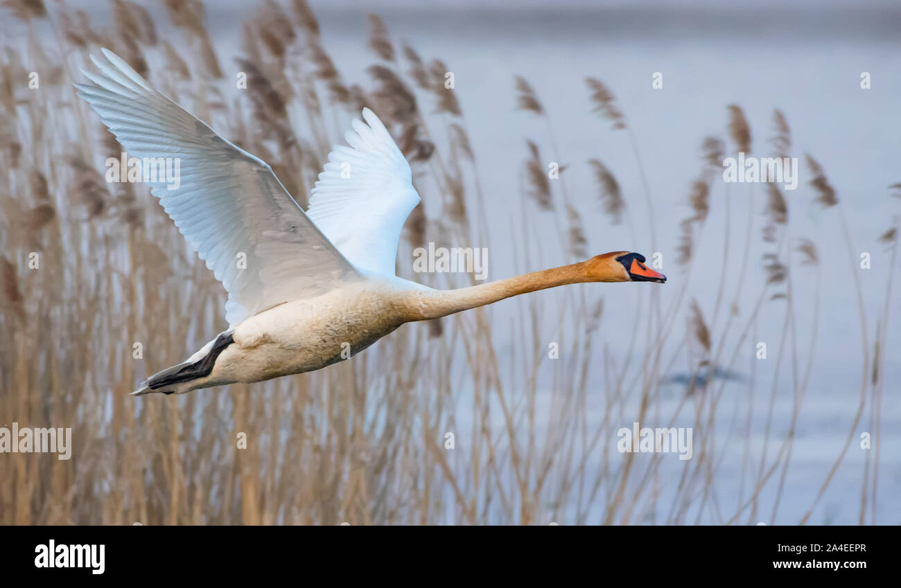 Nach Mute swan in der schnellen Flug über Fluss Schilf im frühen Frühjahr Stockfoto