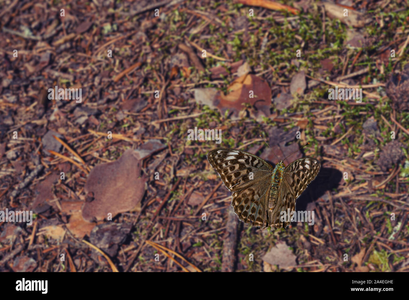 Braune Schmetterling sitzt auf Waldboden, getönten Bild mit blauer Schatten, kopieren Raum Stockfoto