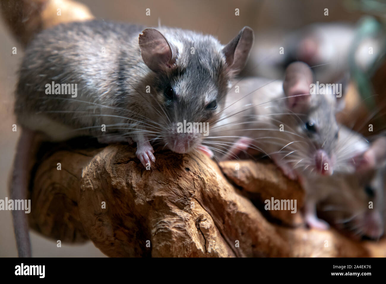 Gruppe von türkischen stacheligen Maus - ACOMYS CILICICUS Stockfoto