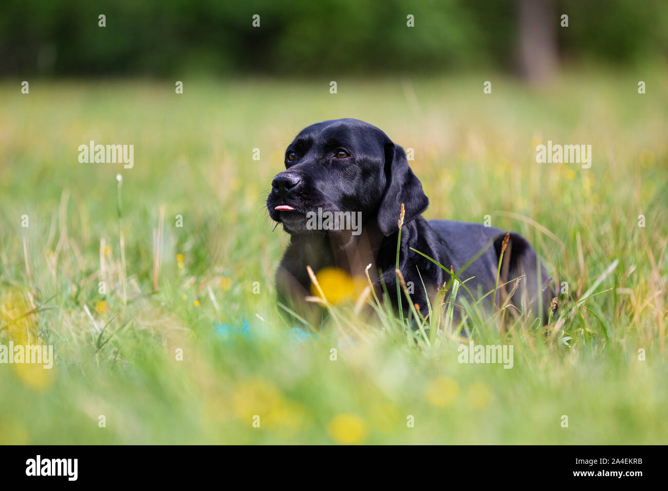 Schwarzer Labrador Retriever Hund im Gras liegend Stockfoto