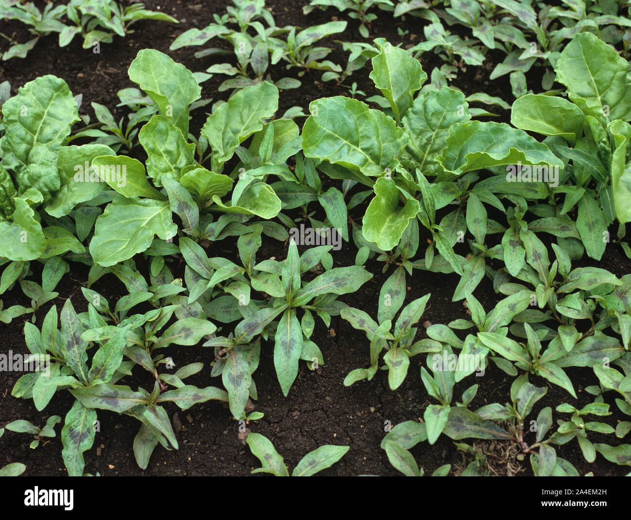 Rotschenkel (Polygonum Maculosa) Unkraut Pflanzen in junge Zuckerrübe auf dunklen fen Boden Stockfoto